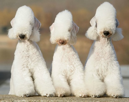 bedlington_terrier_solocaneDOTit