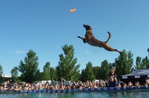 belgian-malinois-dog-san-francisco-california