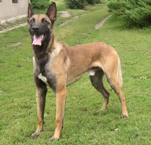 belgian_malinois2