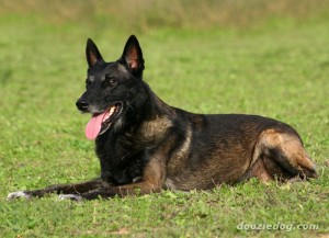 belgian_malinois_17