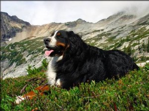 bernese