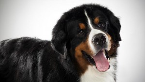 bernese-mountain-dog_03_lg