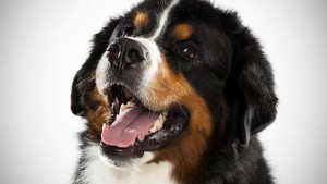 bernese-mountain-dog_05_lg