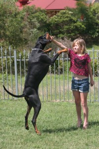 big_doberman_pinscher_jumping_by_topnot-d4e3atr