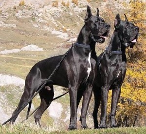 black-great-dane