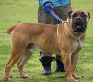 boerboel-dog1