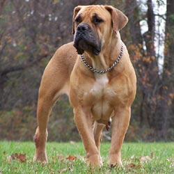 boerboel