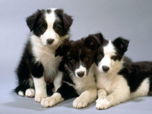 border collie 9