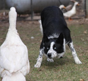 border-collie-male-1