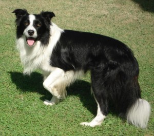 border-collie-playing