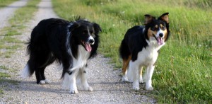 border-collie-raca