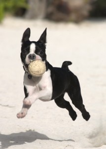 boston-terrier-3