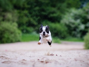 boston-terrier-funny-run-1152x864