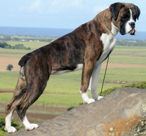 brindle+boxer+dog+pictures