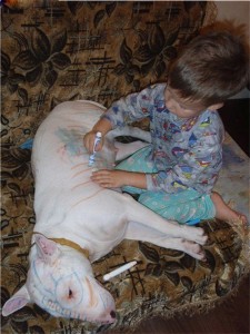 bull-terrier-coloring