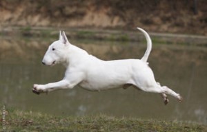 bull_terrier_0004_phototheque