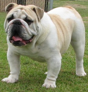 bulldog3