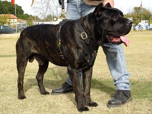 cane-corso-deluxe-luxury-leather-dog-harness-padded-5