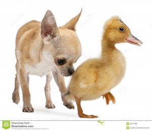 http://www.dreamstime.com/royalty-free-stock-image-chihuahua-playing-domestic-duckling-image20377966