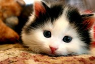 cute-cat