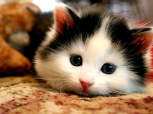 cute-cat