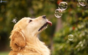 cute-golden-retriever-wallpaper-dogs-35950328-1920-1200