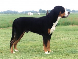 cute-greater-swiss-mountain-dog-photo