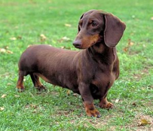 dachshund (1)