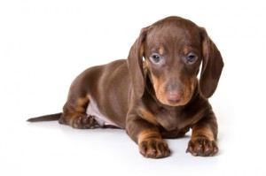 Dachshund on white background