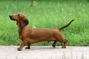 Dachshund