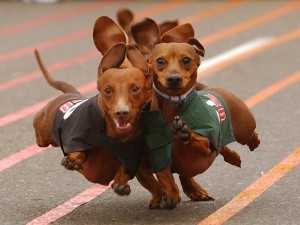 dachshund-running_91007-1400x1050