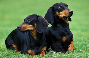 dachshund-teckel-basset-cofap