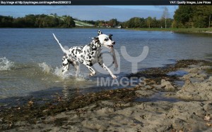 Dalmatian dog having fun.