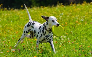 dalmatian-dog-wallpapers-hd