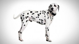 dalmation_01_lg