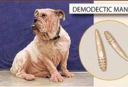 demodex (1)