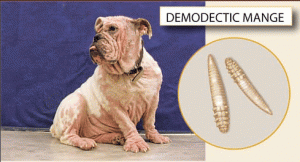 demodex (1)