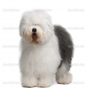 Old English Sheepdog, 3 Years old, standing in front of white background