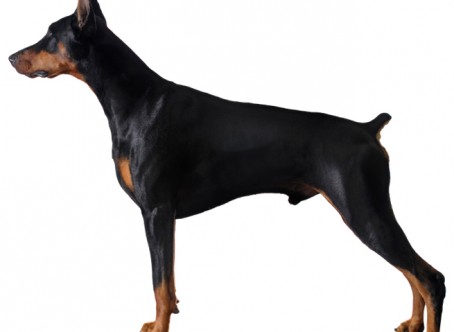 doberman-pinscher (1)