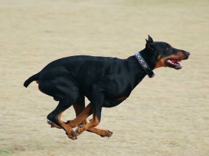 doberman-pinscher-zeus_34769_990x742