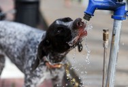 dog-drinking-bigbirdz