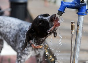 dog-drinking-bigbirdz