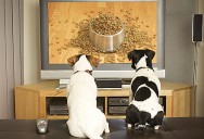 dog-tv-440