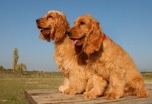 english-cocker-spaniel