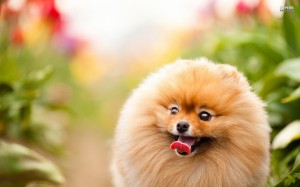 excited-pomeranian-21288-1920x1200