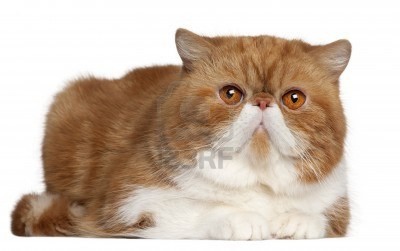 exotic-shorthair-cat-4