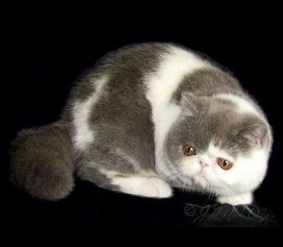 exotic-shorthair-splash