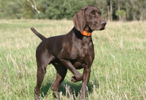 german-shorthaired-pointer-10