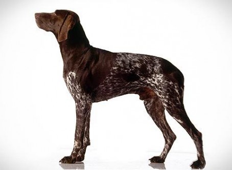 german-shorthaired-pointer_01_lg