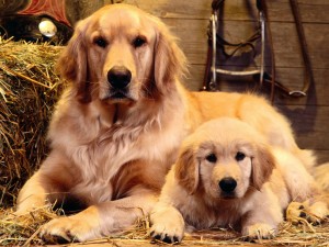 golden-retriever-family-portrait-photo